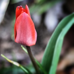 tulip